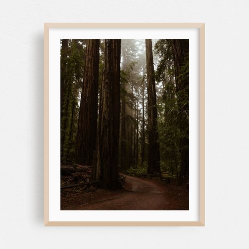 Armstrong Redwoods Forest Road