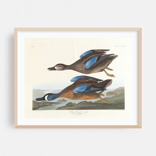 Blue-winged teal (1827–1838)