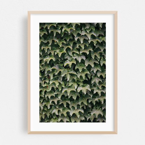Ivy 01