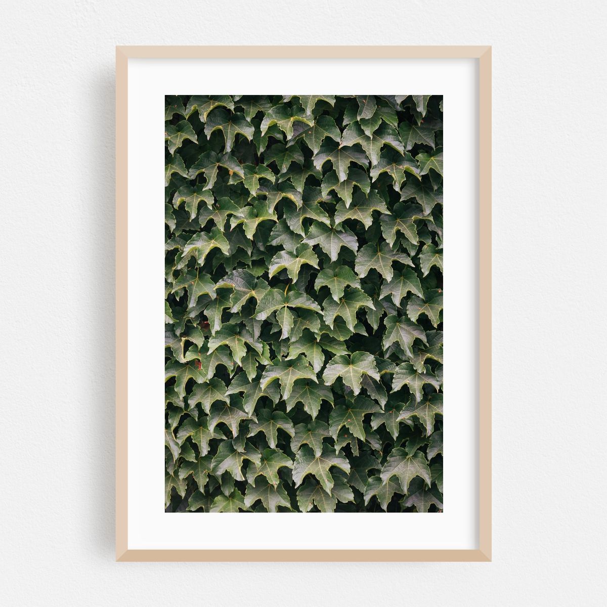 Ivy 01 – image 1 of 16