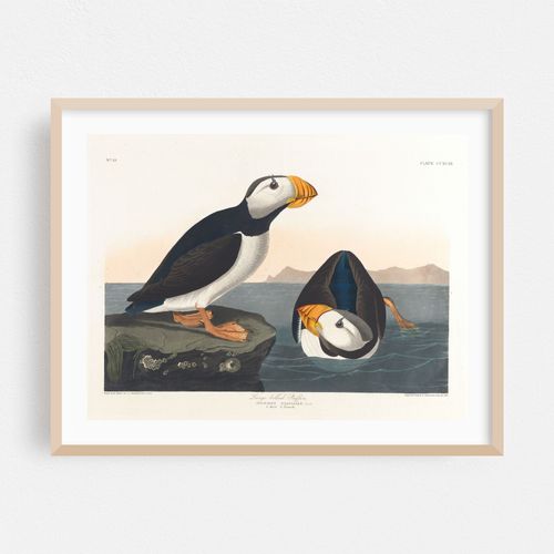 Large-billed puffin (1827–1838)