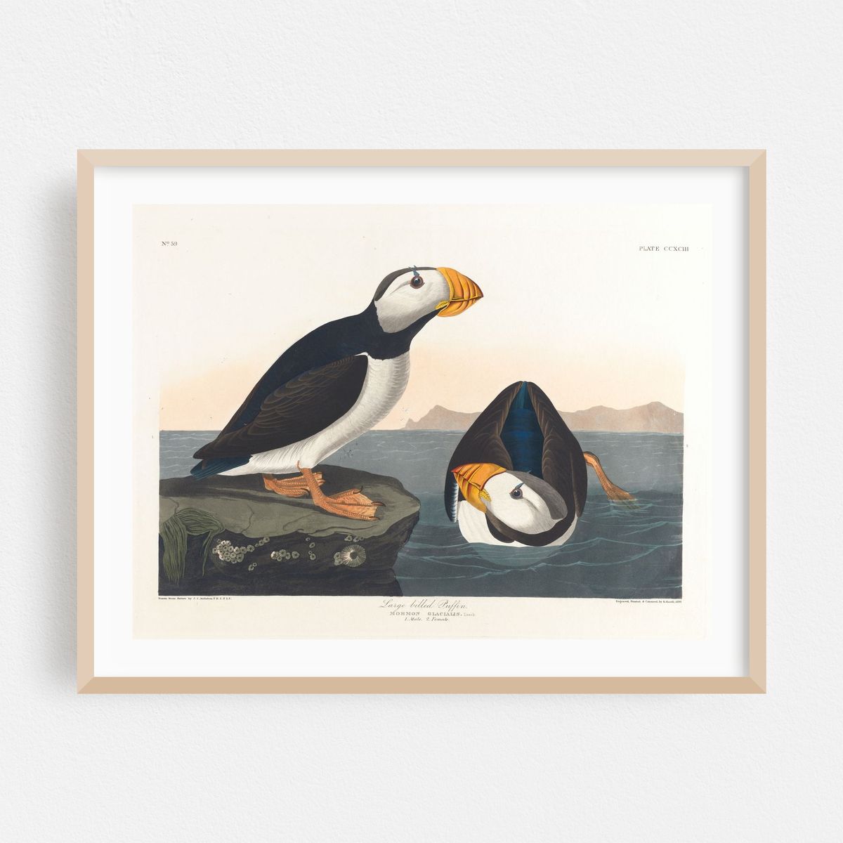 Large-billed puffin (1827–1838) – image 1 of 3
