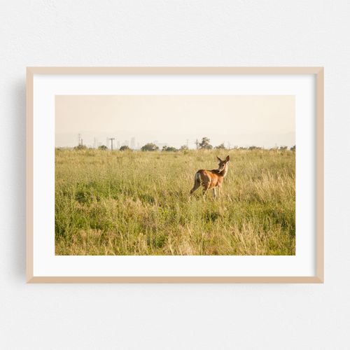 Deer at Rocky Mountain Arsenal 01