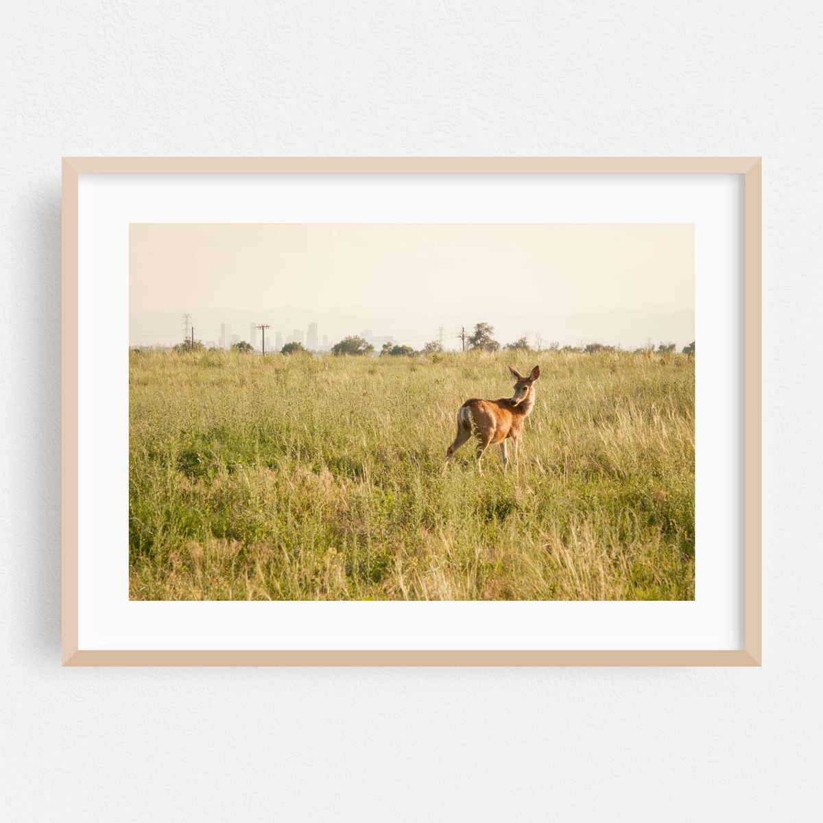 Deer at Rocky Mountain Arsenal 01 – image 1 of 6