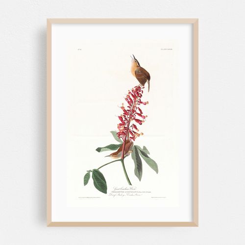 Great Carolina wren (1827–1838)
