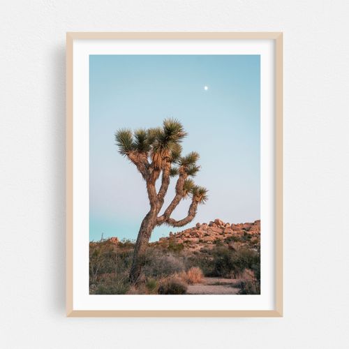 Joshua Tree