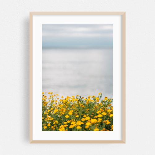 Yellow Flowers, Sunset Cliffs
