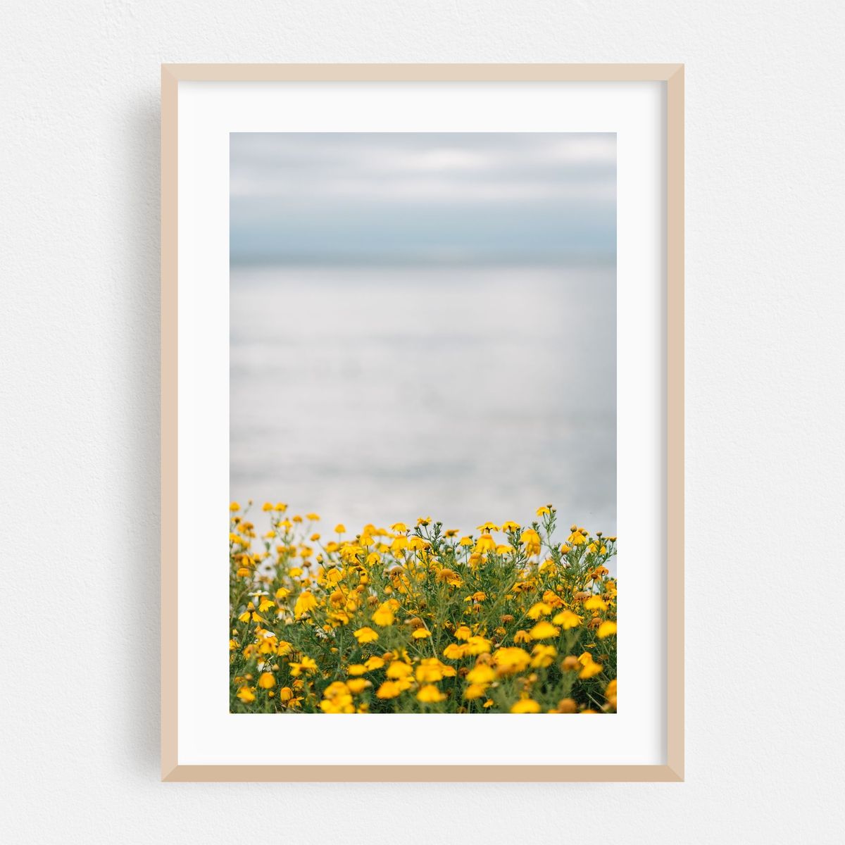 Yellow Flowers, Sunset Cliffs – image 1 of 16