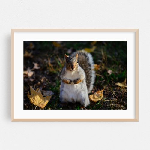 Squirrel in the Park 02