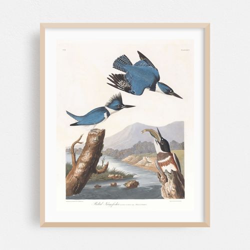 Belted kingfisher (1827–1838)