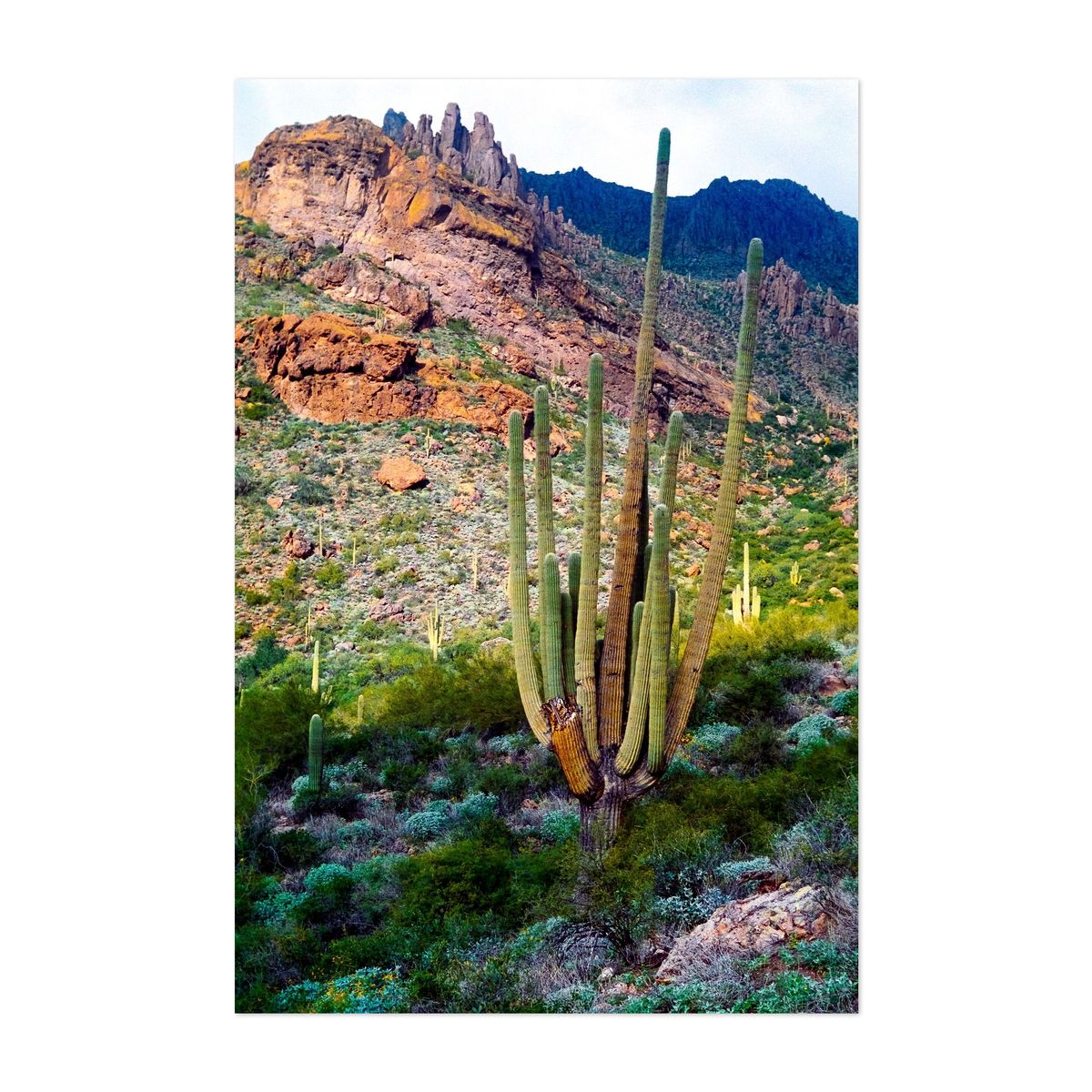 Desert Keystone – image 1 of 2
