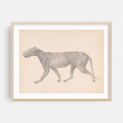 Tiger, Lateral View, with Skin and Tissue Removed (between 1795 and 1806)