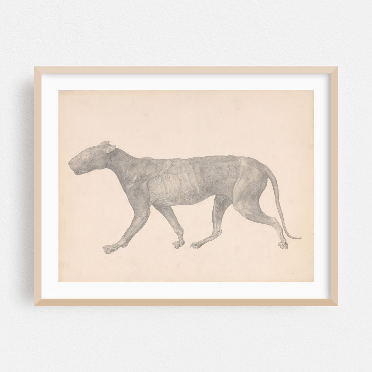 Tiger, Lateral View, with Skin and Tissue Removed (between 1795 and 1806) – image 1 of 3