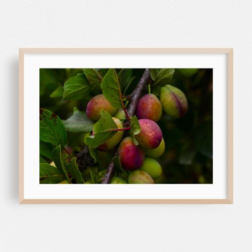 fruit tree plums on branches