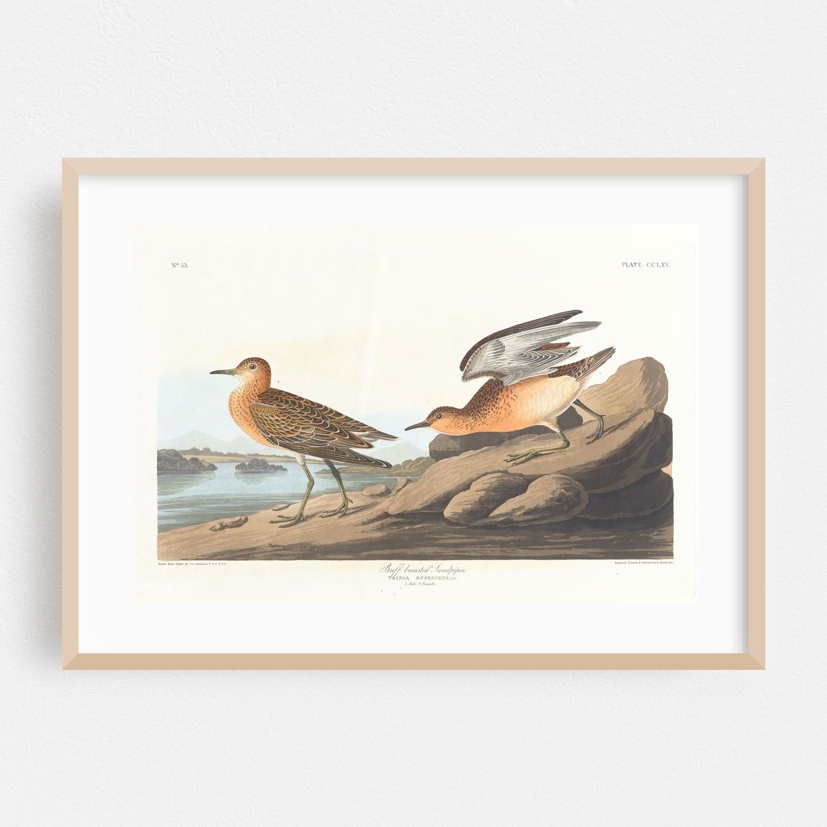 Buff breasted sandpiper (1827–1838) – image 1 of 6