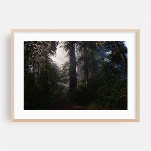 Silent Giants on Lady Bird Johnson Grove Trail