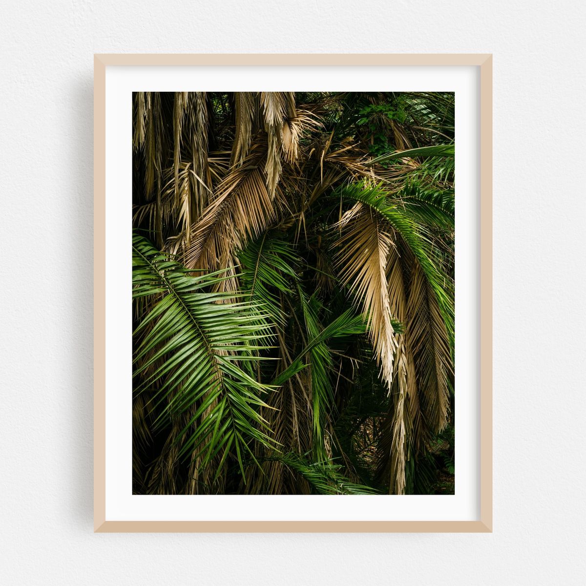 Balboa Park Foliage, San Diego 03 – image 1 of 12