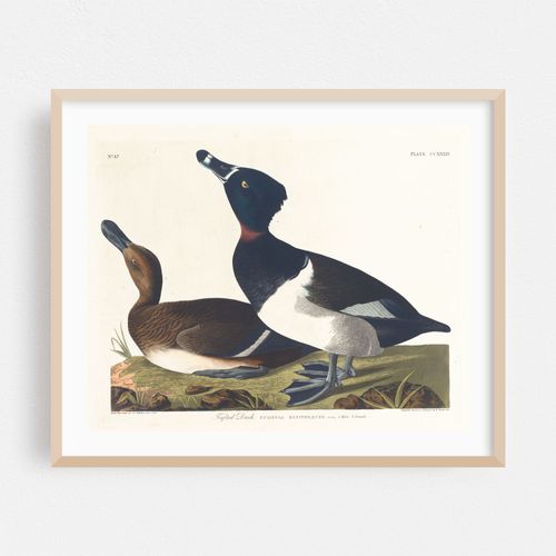 Tufted duck (1827–1838)