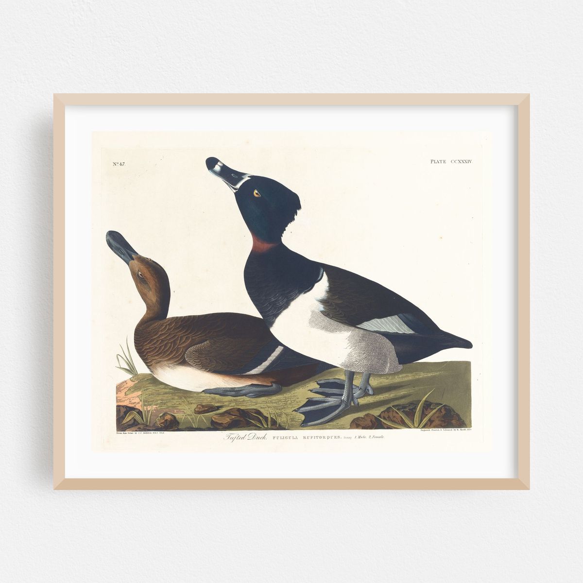 Tufted duck (1827–1838) – image 1 of 5