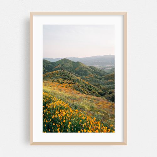 Superbloom Poppies 03