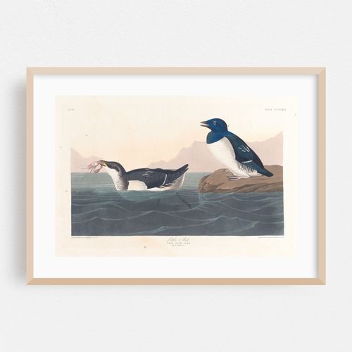 Little auk (1827–1838)