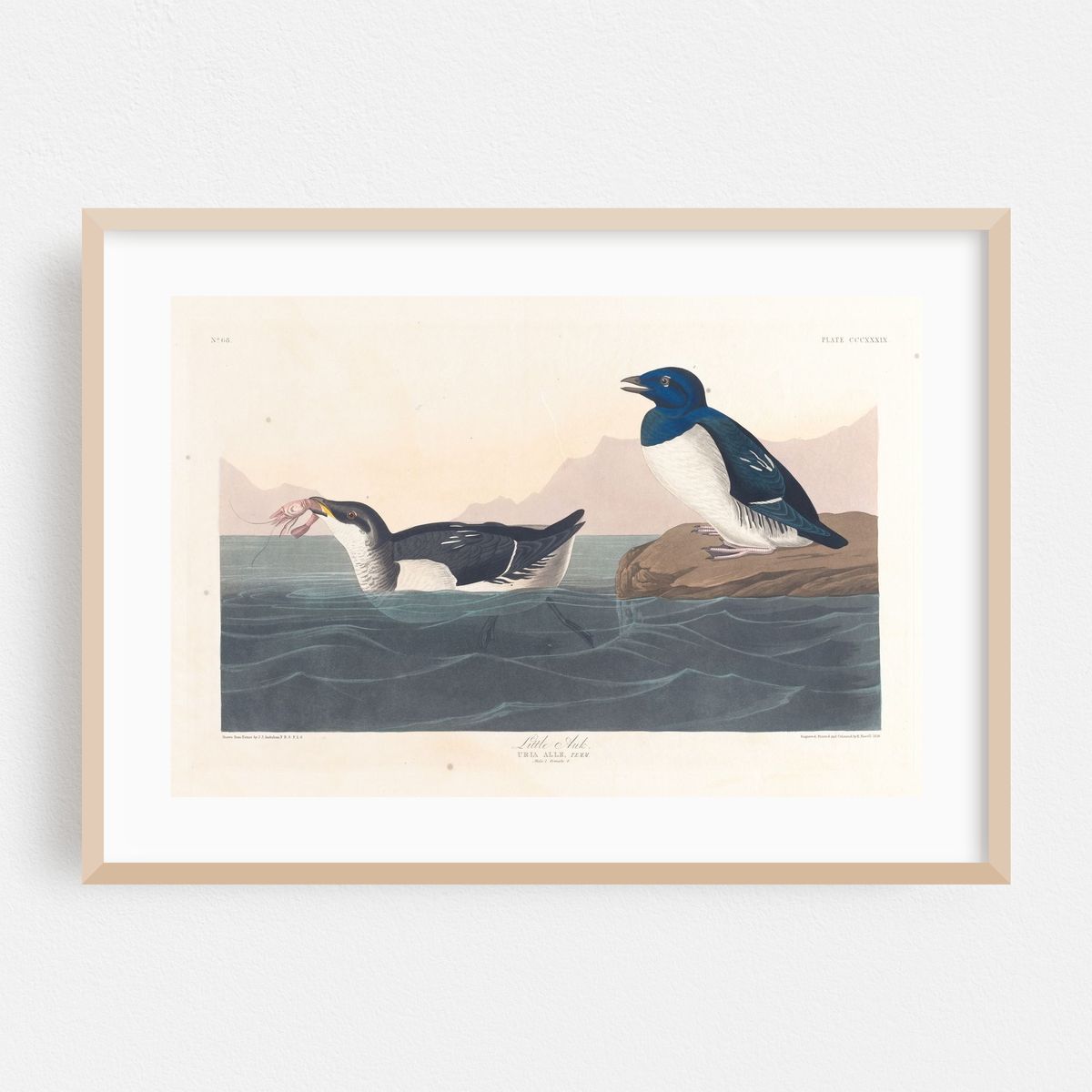 Little auk (1827–1838) – image 1 of 6
