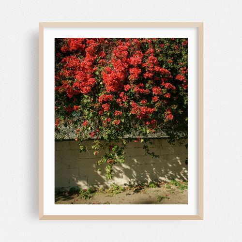 Bougainvillea in the Arts District 03