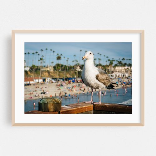 Seagull in Oceanside