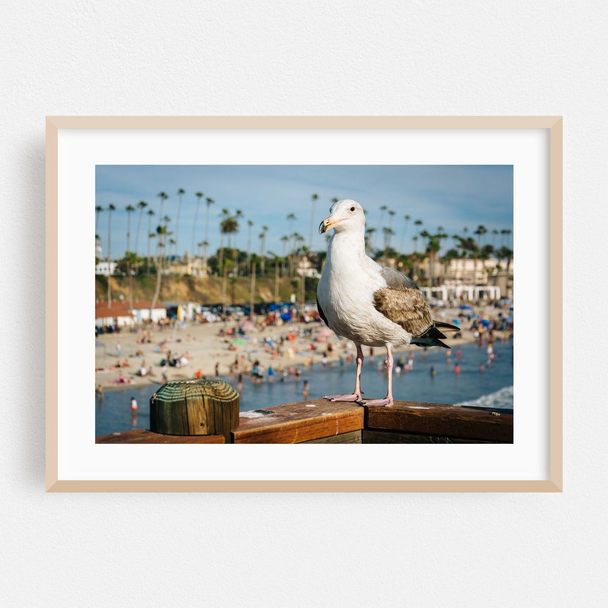 Seagull in Oceanside – image 1 of 6
