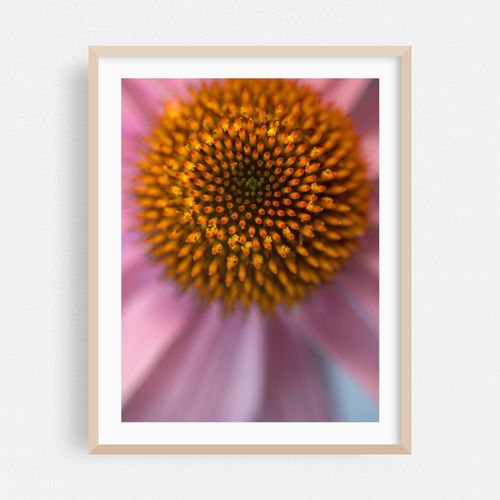 The Purple Coneflower