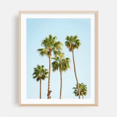 Palm Trees in Palms Springs
