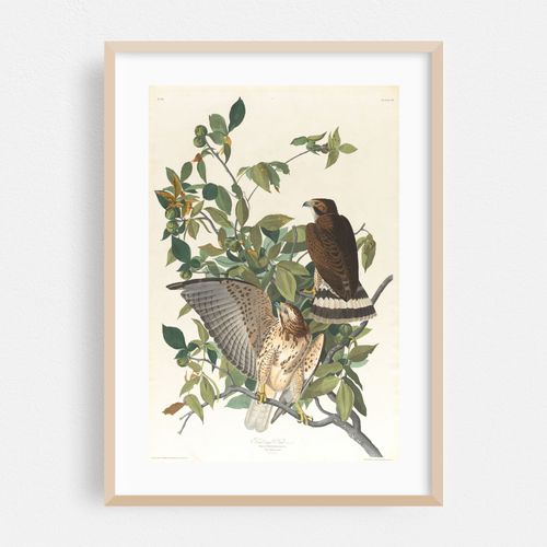 Broad-winged hawk (1827–1838)