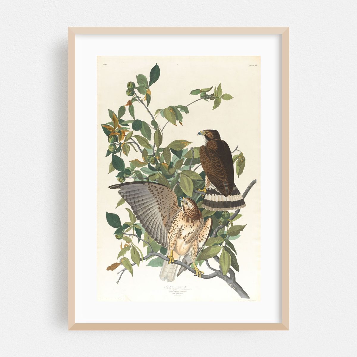 Broad-winged hawk (1827–1838) – image 1 of 16