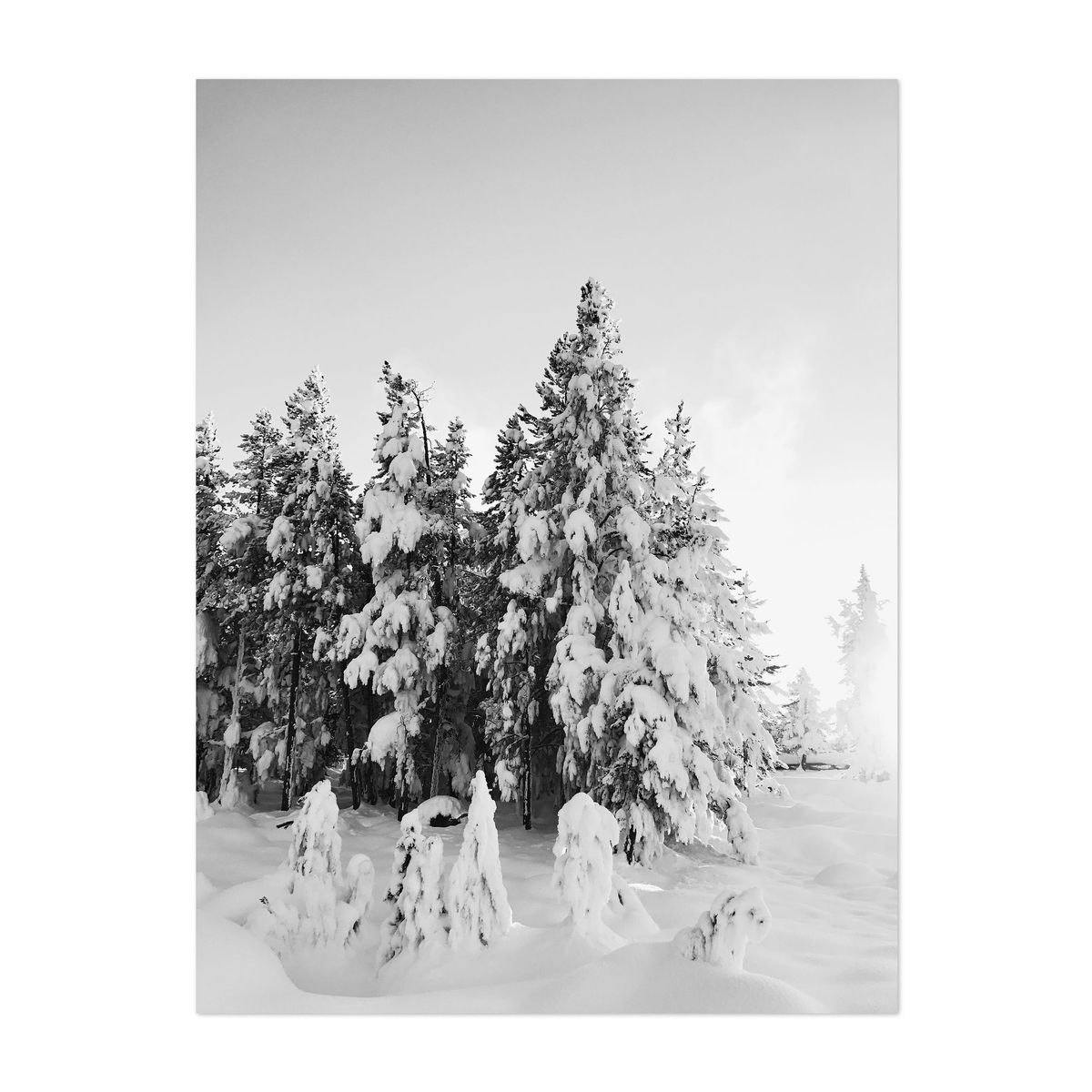 Yellowstone Pines – image 1 of 2