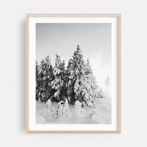 Yellowstone Pines