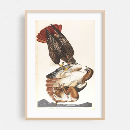 Red-tailed hawk (1827–1838)