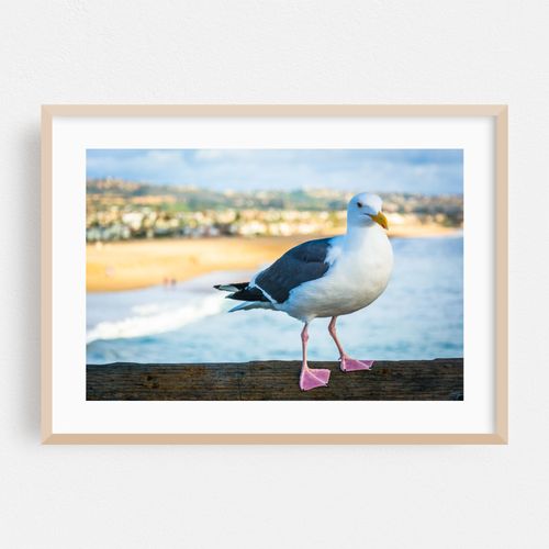 Balboa Pier Seagull