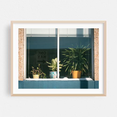 Plants in A Window, Buffalo 01