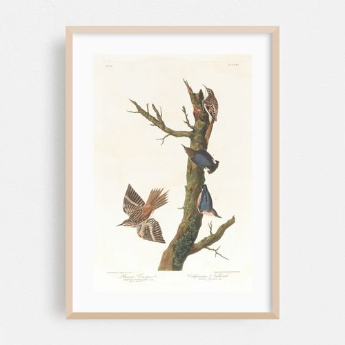 Brown creeper. Californian nuthatch (1827–1838)