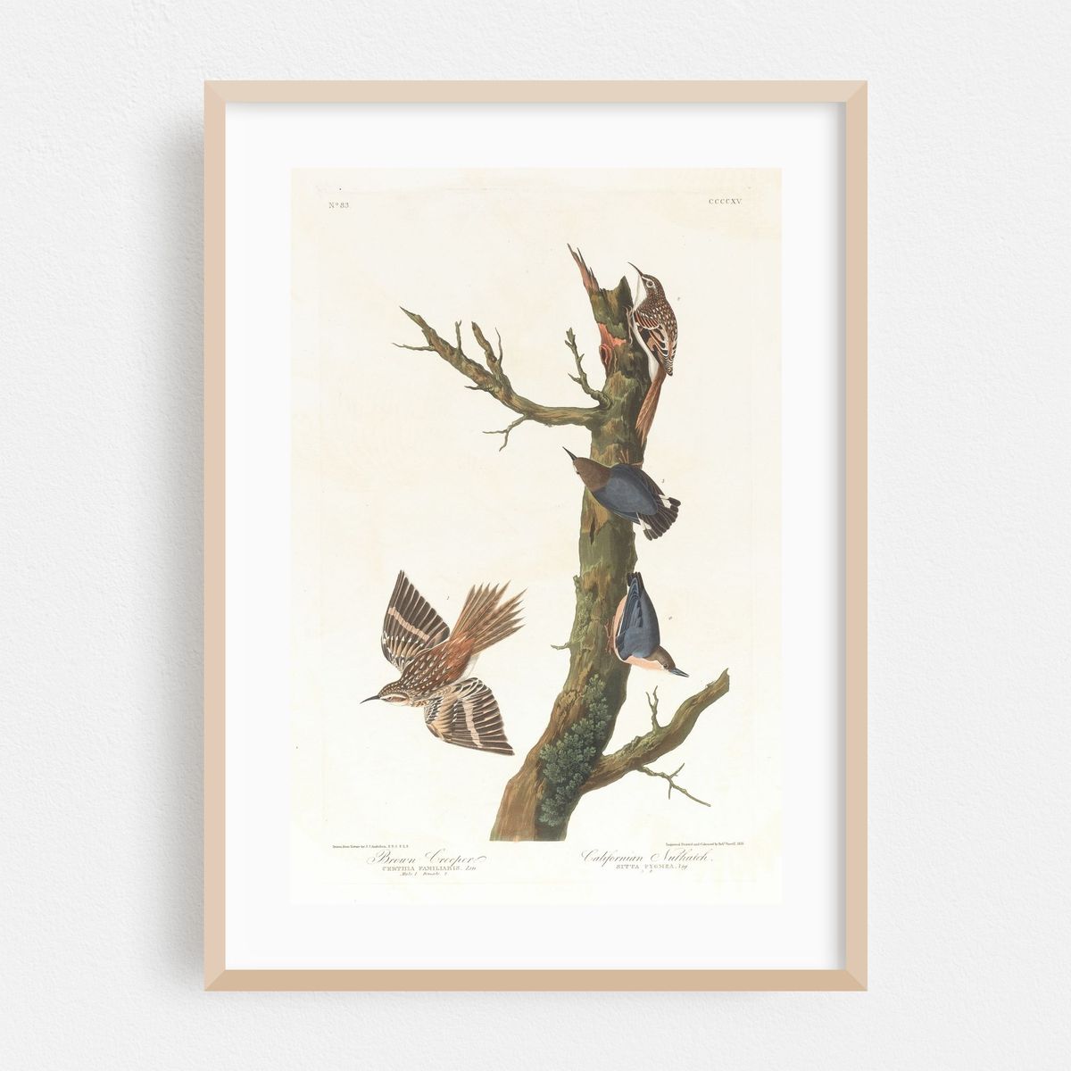 Brown creeper. Californian nuthatch (1827–1838) – image 1 of 16