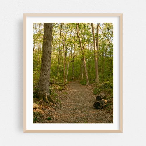 Ferncliff Forest, Rhinebeck 01
