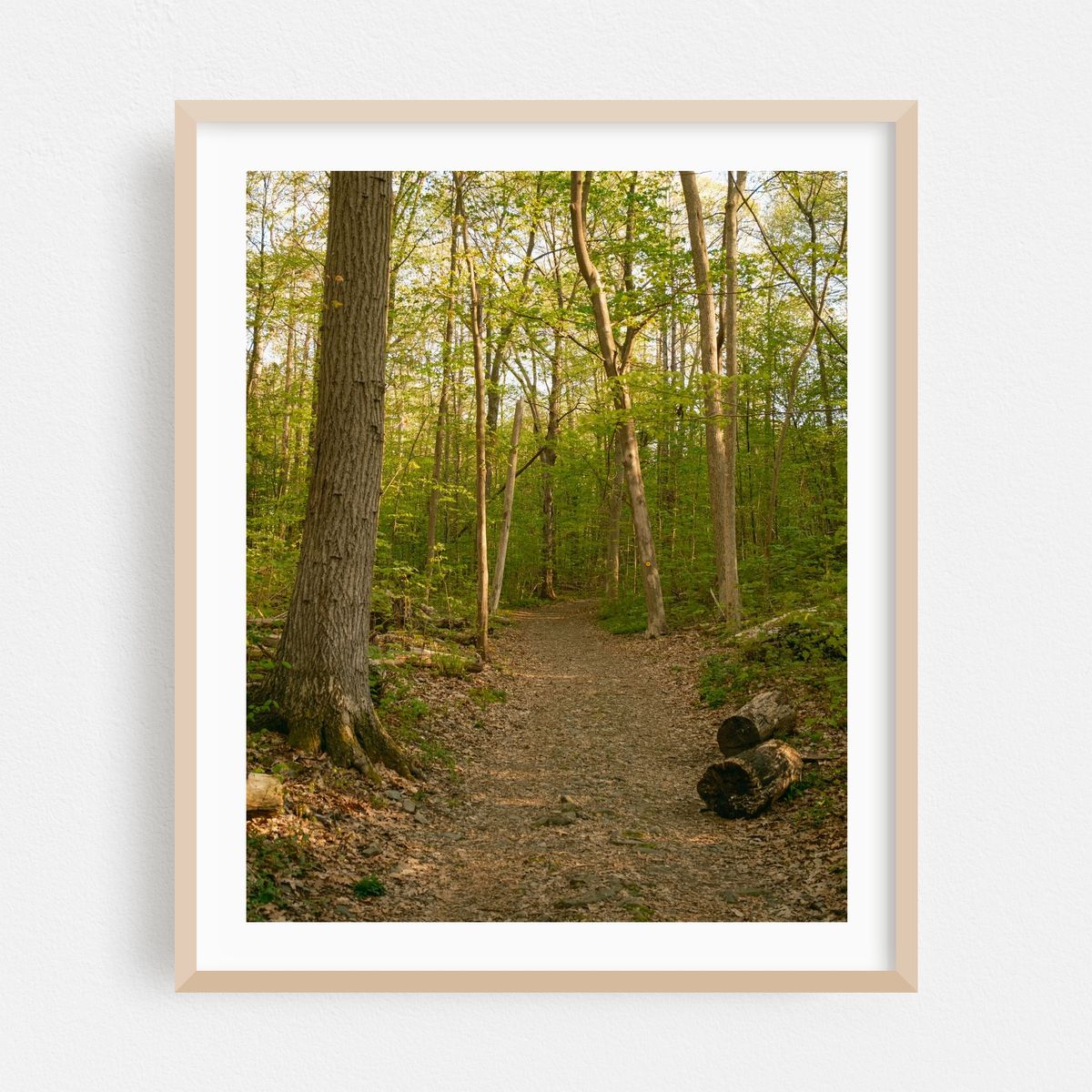 Ferncliff Forest, Rhinebeck 01 – image 1 of 12