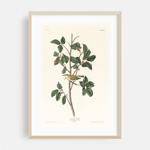 Tennessee warbler (1827–1838)