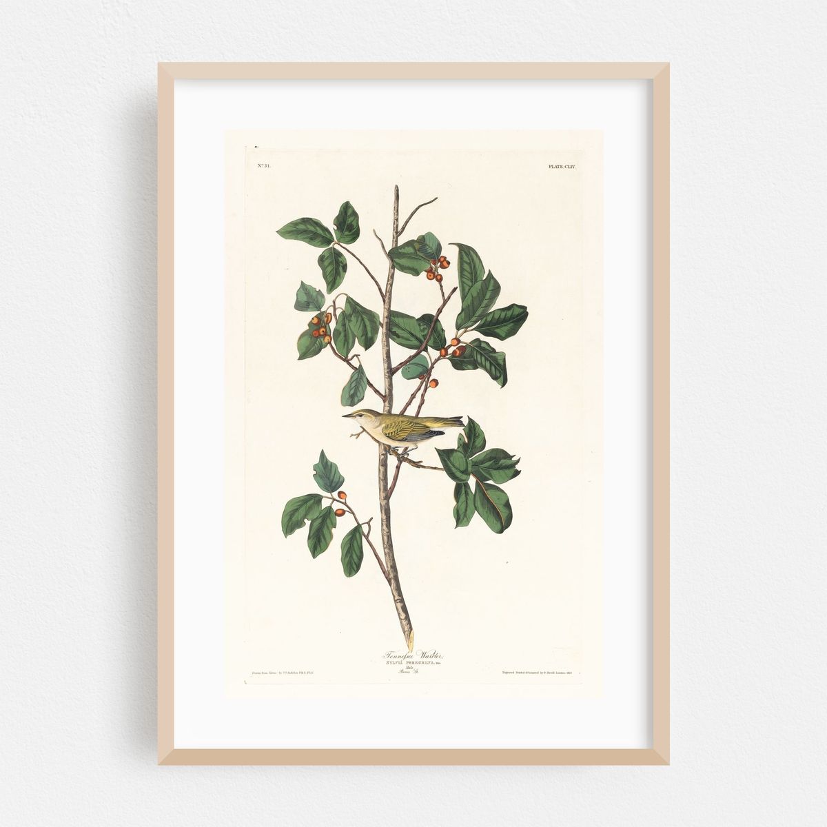Tennessee warbler (1827–1838) – image 1 of 16