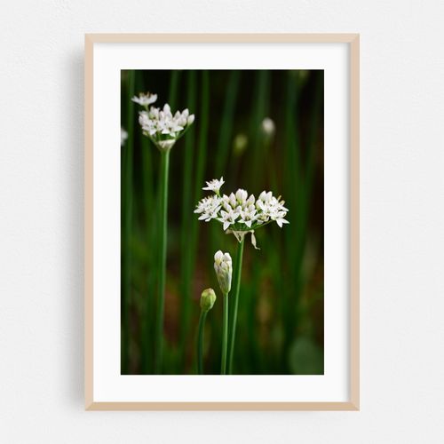 onion flowers on green stems