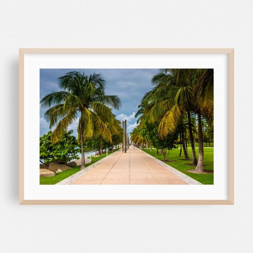 South Point Park Palms