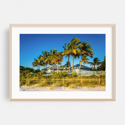 Fort Myers Palm Trees