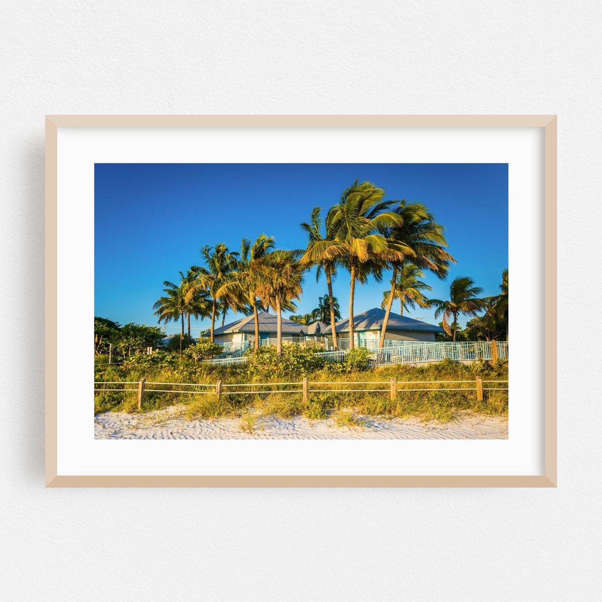 Fort Myers Palm Trees – image 1 of 6
