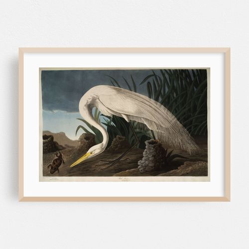 White Heron (1827-1838)