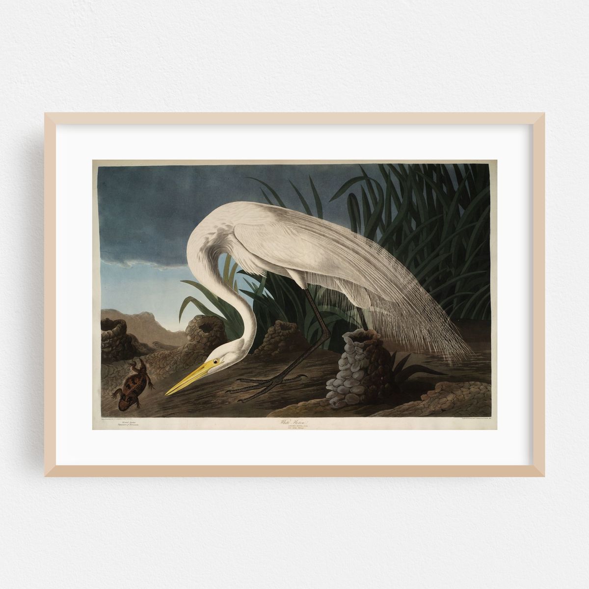 White Heron (1827-1838) – image 1 of 6